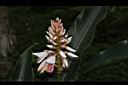 普萊氏月桃-花03.JPG