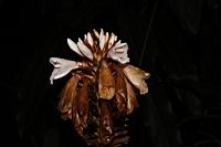 普萊氏月桃-花10.JPG