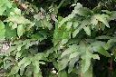 曇花1.jpg