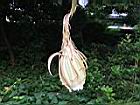 曇花-花81.JPG