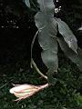 曇花-花82.JPG