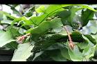 曇花-花苞10.jpg