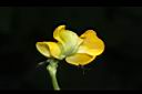 曲毛豇豆-花41.JPG