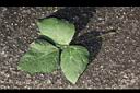 曲毛豇豆-葉正01.JPG