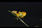 曲毛豇豆-花05.JPG