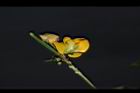 曲毛豇豆-花06.JPG