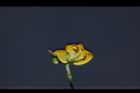 曲毛豇豆-花09.JPG