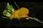 曲毛豇豆-花26.JPG
