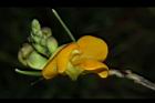 曲毛豇豆-花27.JPG