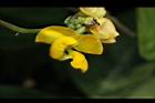曲毛豇豆-花45.JPG
