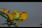 曲毛豇豆-花52.JPG