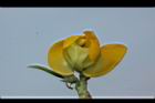 曲毛豇豆-花59.JPG
