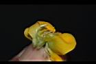 曲毛豇豆-花蕊05.JPG