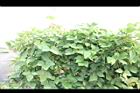 曲毛豇豆00.JPG