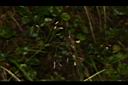 曲芒髮草26.JPG