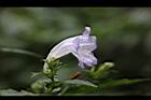 曲莖馬藍-花08.JPG