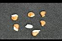 曼陀羅-種子00.jpg