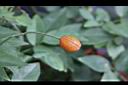 月季花-紅實0.jpg