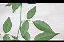 月季花-葉00.jpg