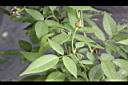 月季花-葉07.jpg