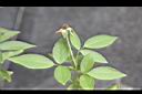 月季花-青實3.jpg