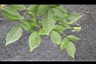 月季花-青實0.jpg