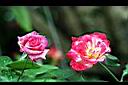 月季花-花.jpg