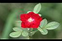 月季花-花0.jpg