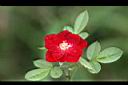月季花-花1.jpg