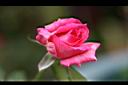月季花-花11.jpg