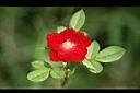 月季花-花2.jpg