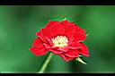 月季花-花5.jpg