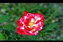 月季花-花6.jpg