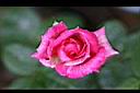 月季花-花8.jpg