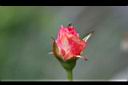 月季花-花苞.jpg