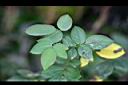 月季花-葉1.jpg