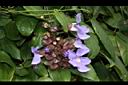 月桂藤-花01.JPG