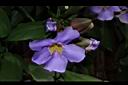 月桂藤-花04.JPG