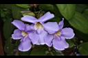 月桂藤-花11.JPG