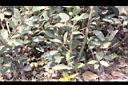 月桂-枝1.JPG