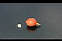 月橘-紅實5.jpg