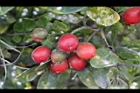 月橘-紅實10.jpg