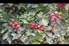 月橘-紅實12.jpg