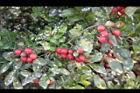 月橘-紅實13.jpg