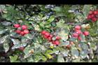 月橘-紅實14.jpg