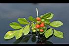 月橘-紅實7.jpg