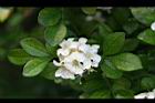 月橘-花21.jpg