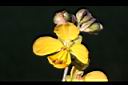 望江南-花08.JPG