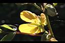 望江南-花萼04.JPG