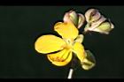 望江南-花07.JPG